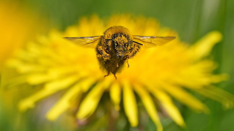 Bumblebee covered with pollen, Athy, Co Kildare, Ireland